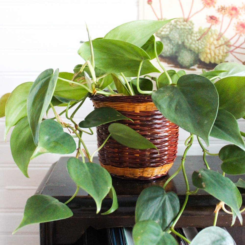 Tiny Wicker planter for small plant